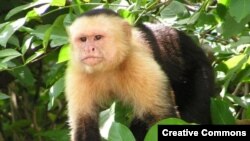 Обязьяна-капуцин (Cebus capucinus) в джунглях Коста-рики
<a href = "http://en.wikipedia.org/wiki/Image:Capuchin_Costa_Rica.jpg" target=_blank>Wikipedia Creative Commons Фото David M. Jensen</a>