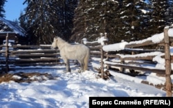 Лошади в Качугском районе круглый год стоят под открытым небом