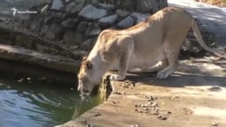 Куда делась вода из Тайганского водохранилища? (видео)